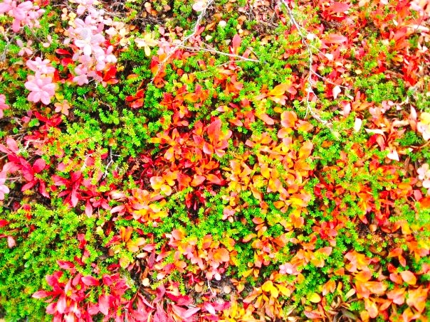 Краски тундры