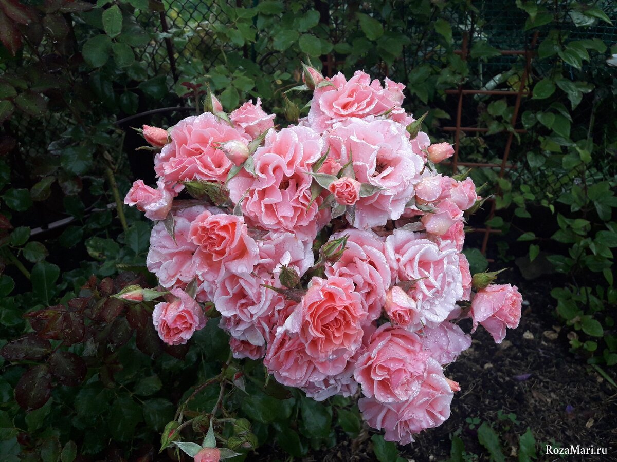 Плетистые розы: Клаймберы для сибирского сада