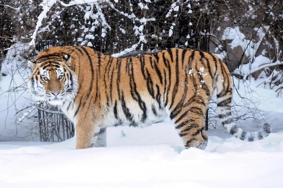 Уссурийский тигр где