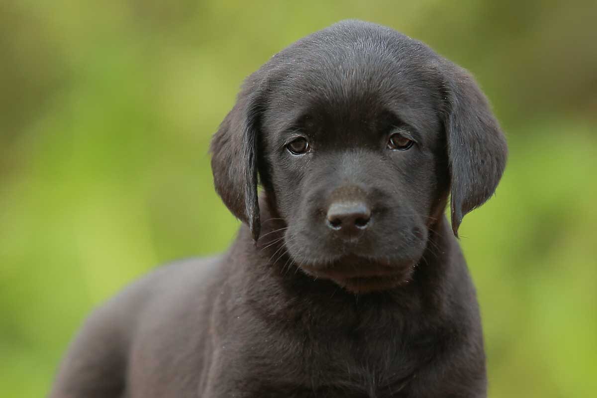 В питомниках выдаются документы на собак.