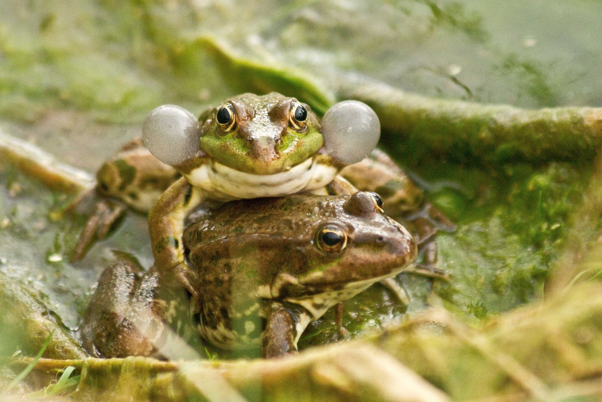 Озерная лягушка. Озерная лягушка Pelophylax ridibundus. Озерная лягушка - Rana ridibunda Pall.. Озерная лягушка Pelophylax ridibundus (Pallas, 1771). Резонаторы Озёрной лягушки.