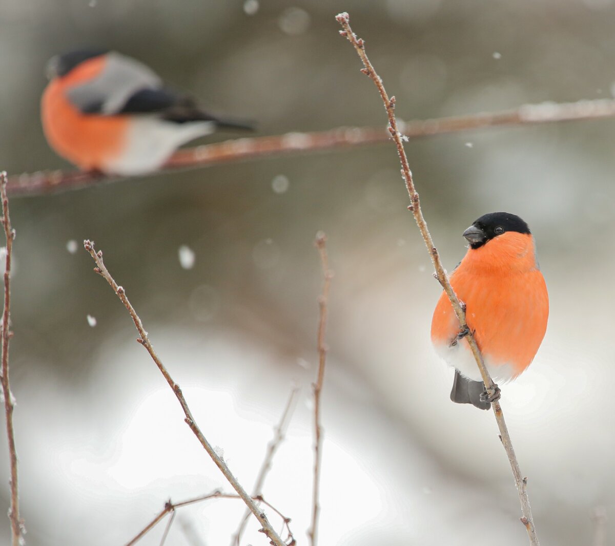 Специалист по птицам. Егорова "жизнь птиц". Птицы обитающие в Москве зимой фото. Птицы обитающие в Москве в Сходненском ковше.