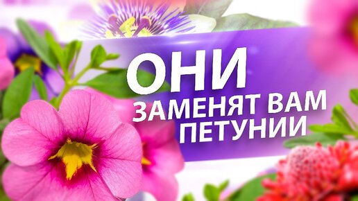 ЧЕМ ЗАМЕНИТЬ ПЕТУНИЮ? ТОП-3 ЦВЕТКА ДЛЯ 2021