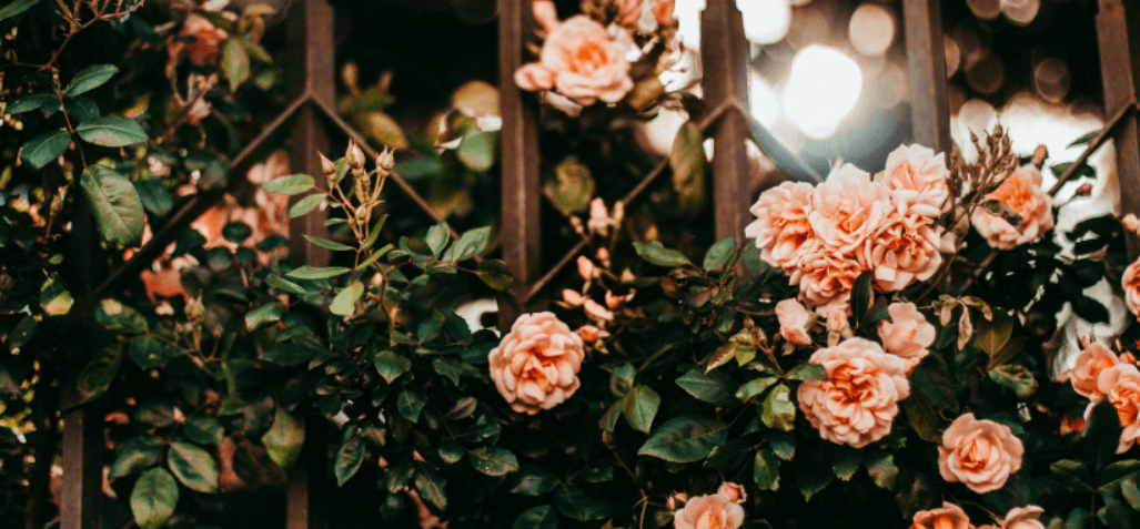 Плетистые розы - необычайно красивое украшение садов, заборов или даже фасада дома.