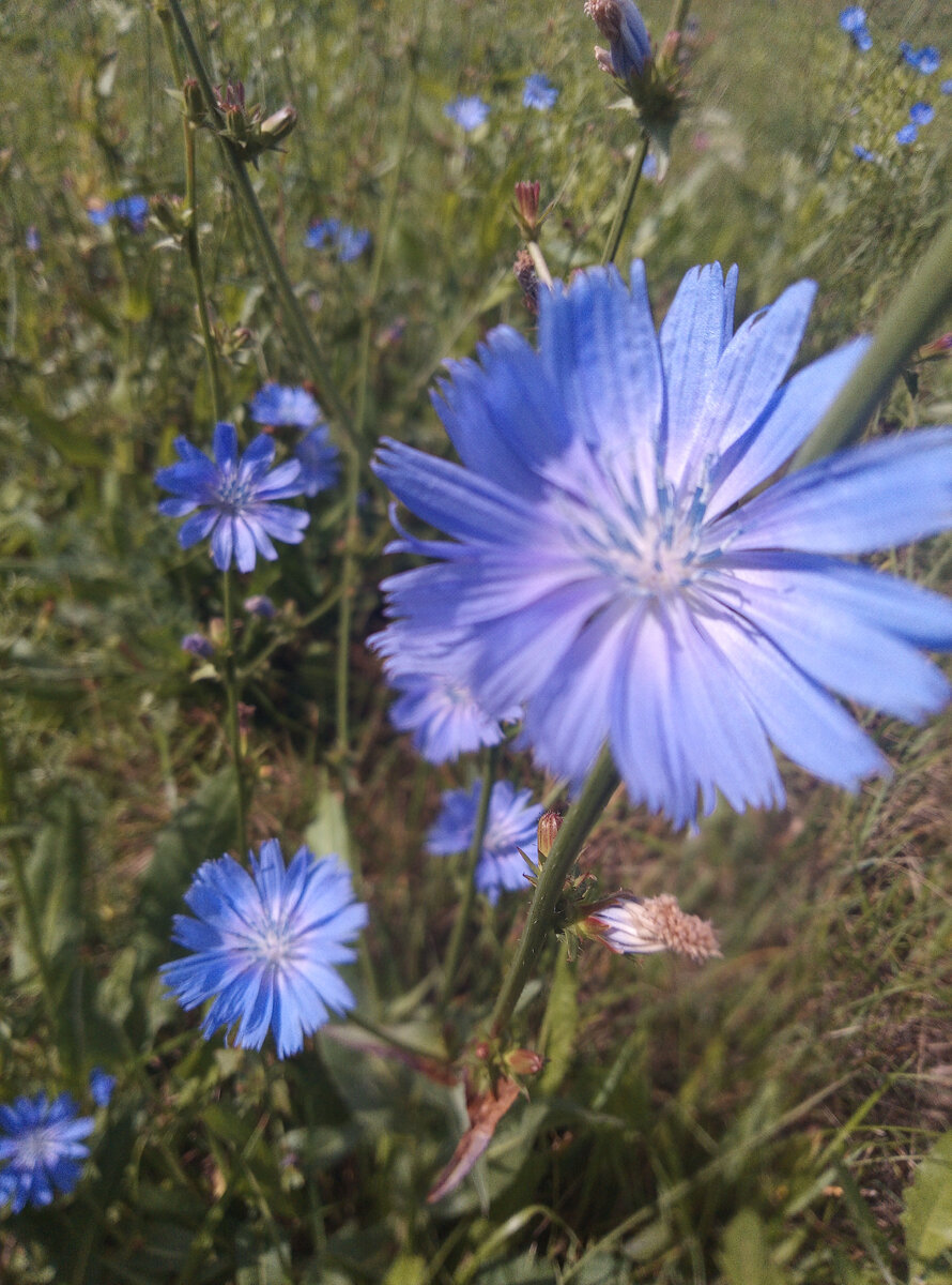 Ромашек не было, но были васильки! Для вас.. Фото автора