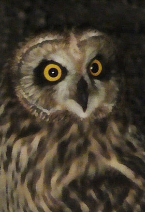 Болотная сова. 19.09.2021