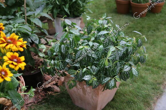 Пилея Кадьера (Pilea cadierei)