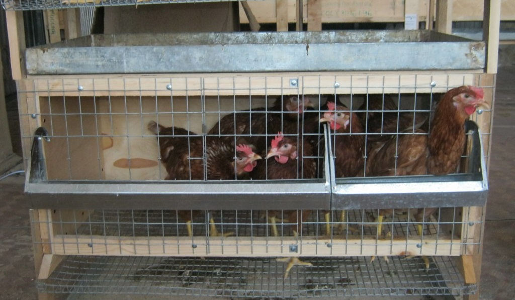 При клеточном содержании куры постоянно находятся в клетках, установленных в закрытых помещениях или на глубокой подстилке или без нее на сетчатых полах.