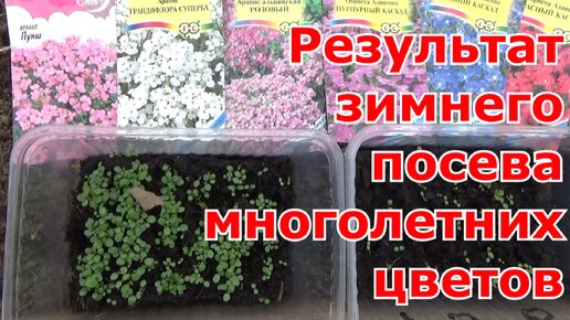 Результат зимнего посева многолетних цветов в контейнеры под снег. Удобно, просто, надежно и без заморочек.