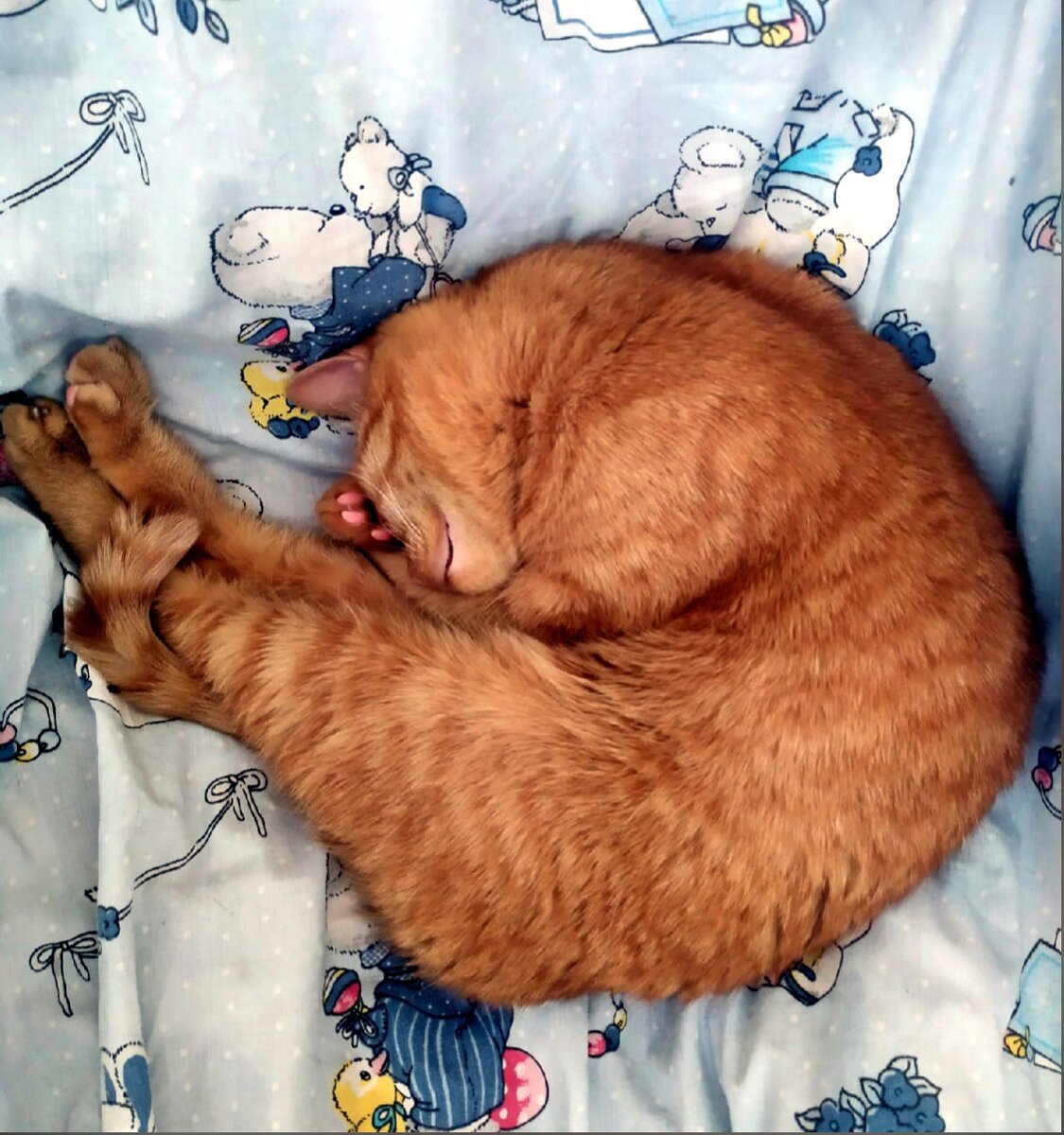 Вы завидуете котам, когда уходите утром на работу?