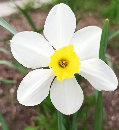 Нарцисс, Уже отцветают потихоньку