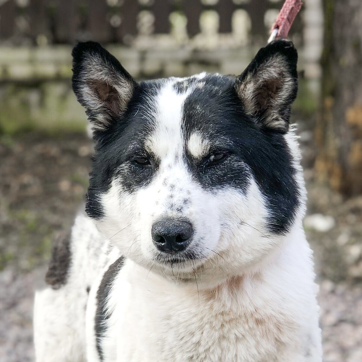 Белочка. Фото с передержки в СПб