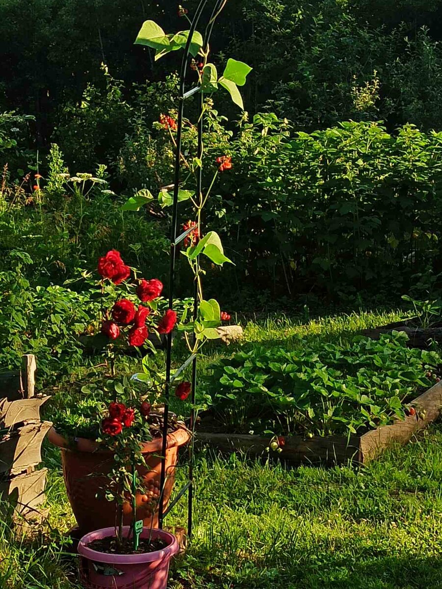 Хоуп оф Хуманити, лето 2021, посадка 2020 г.