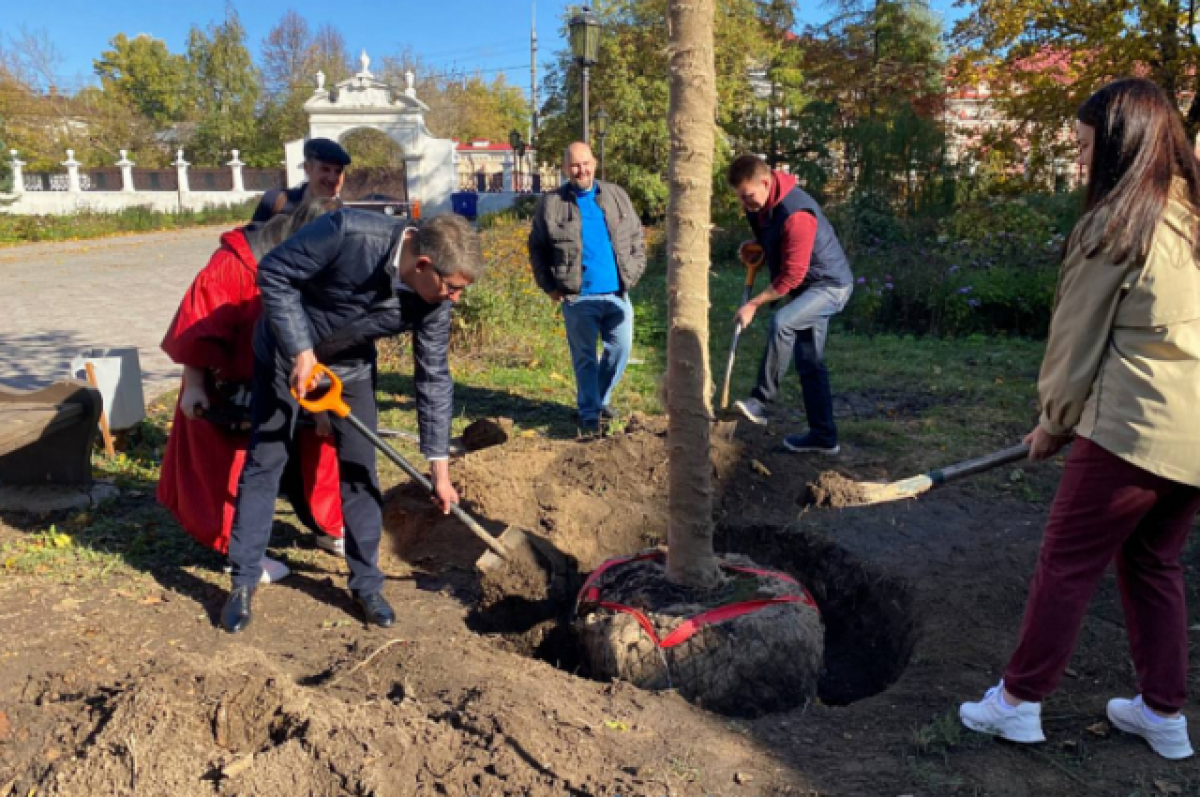    В Туле возле первого корпуса ТГПУ высадили исторический клён