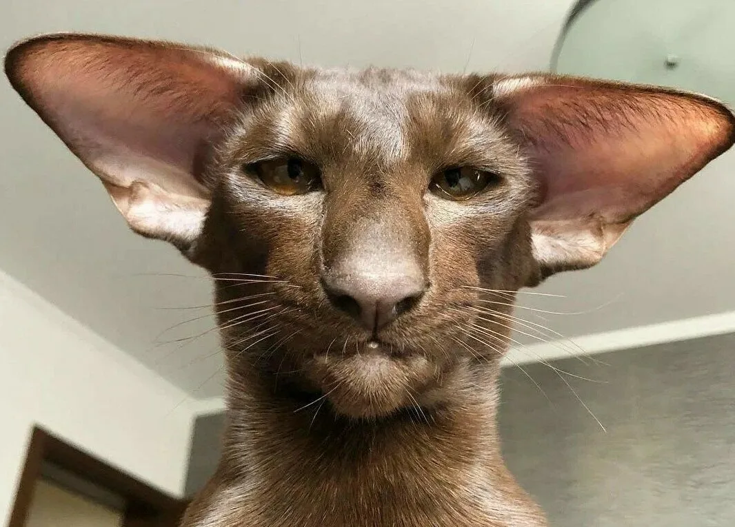 кот с большими ушами ориенталы