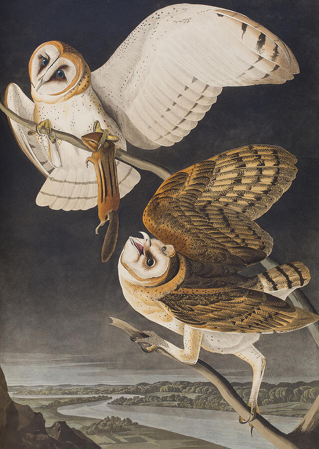 Сипухи, John James Audubon