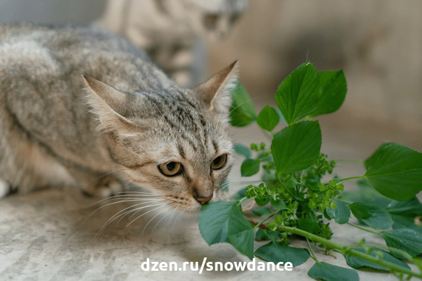 Какие запахи не нравятся кошкам? 5 ароматов, которые отпугивают их |  КотоВедение | Дзен