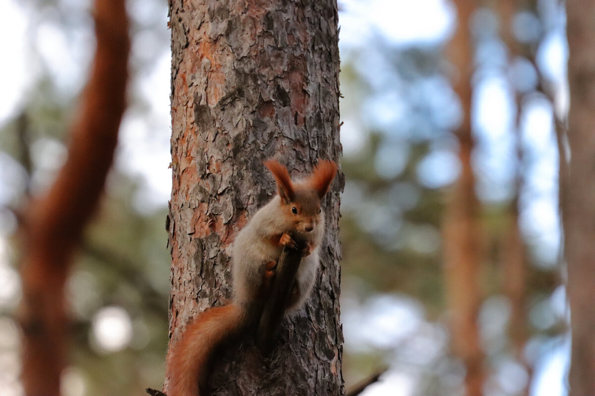 Щааа как прыгну! В карман!