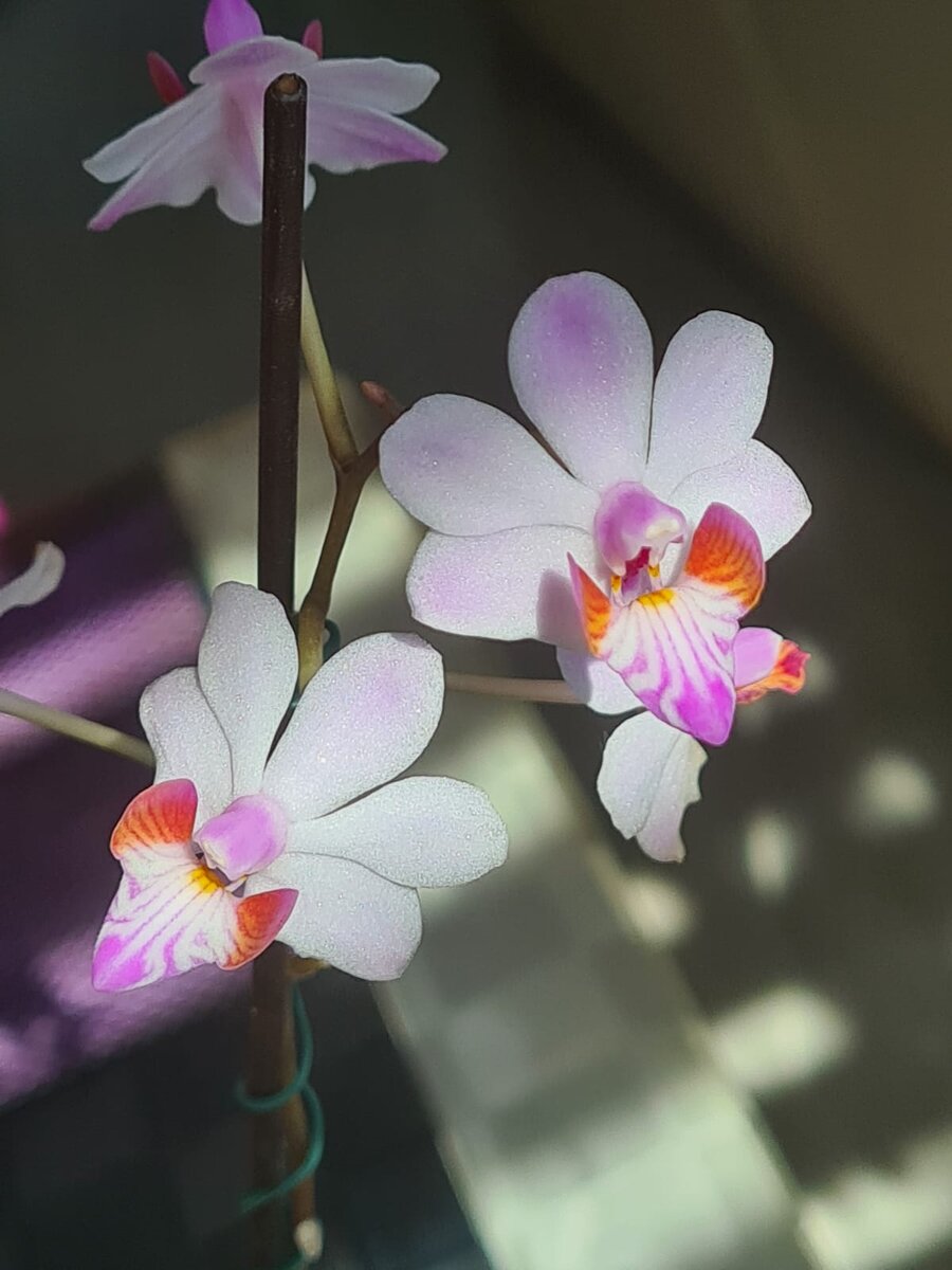 Пульчерима (Phalaenopsis pulcherrima)