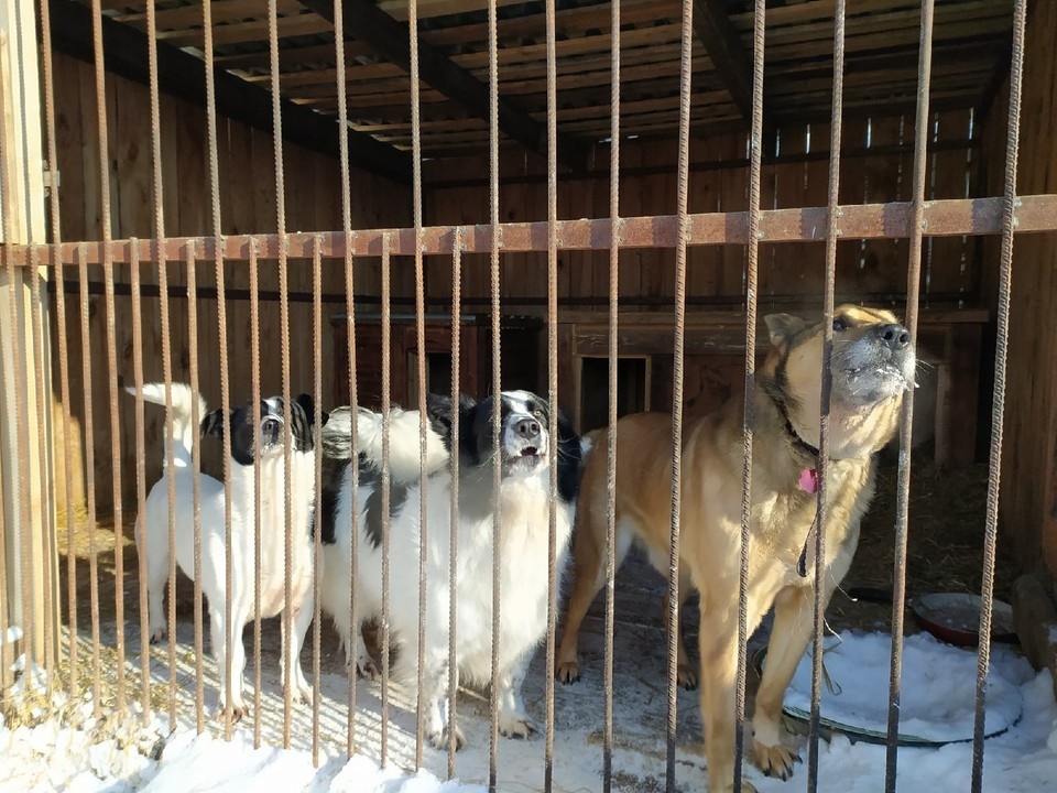     Фото: Сибфм