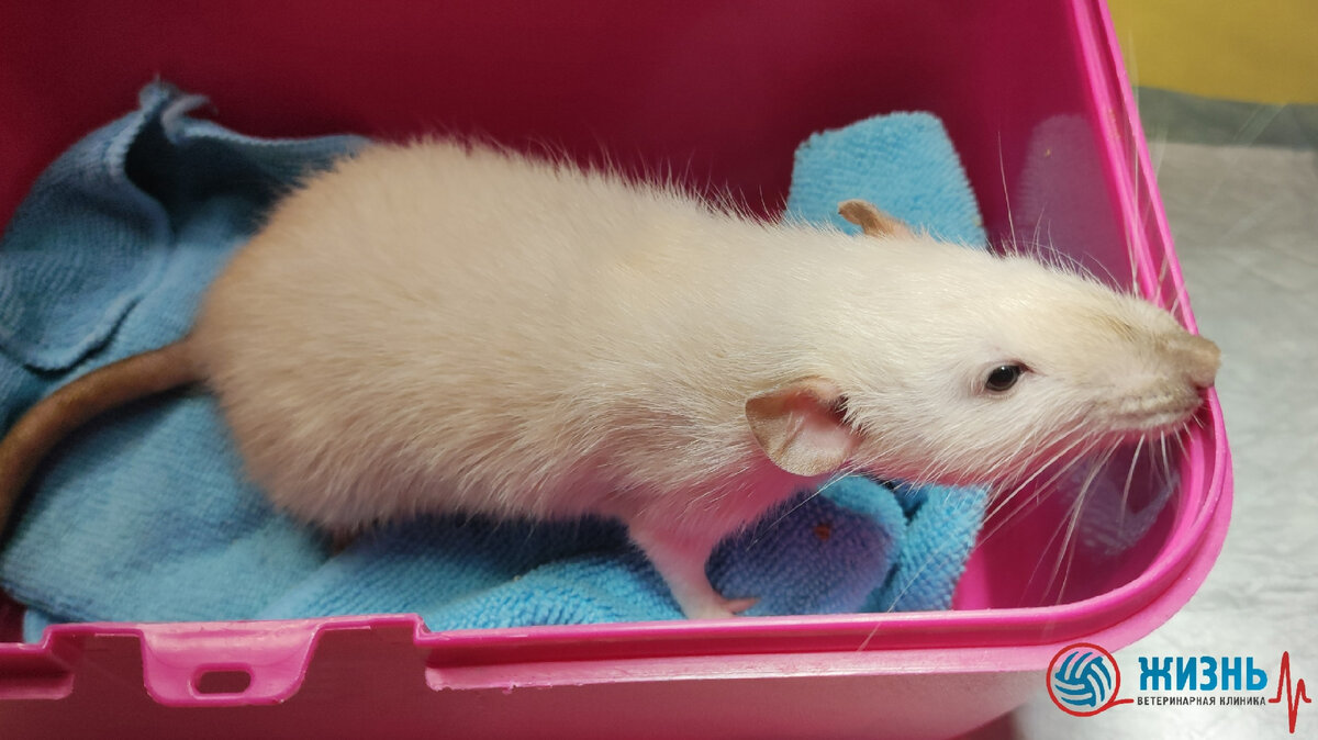Стерилизация крысы под ингаляционной анестезией в Калуге. Ветеринарная клиника "Жизнь"
