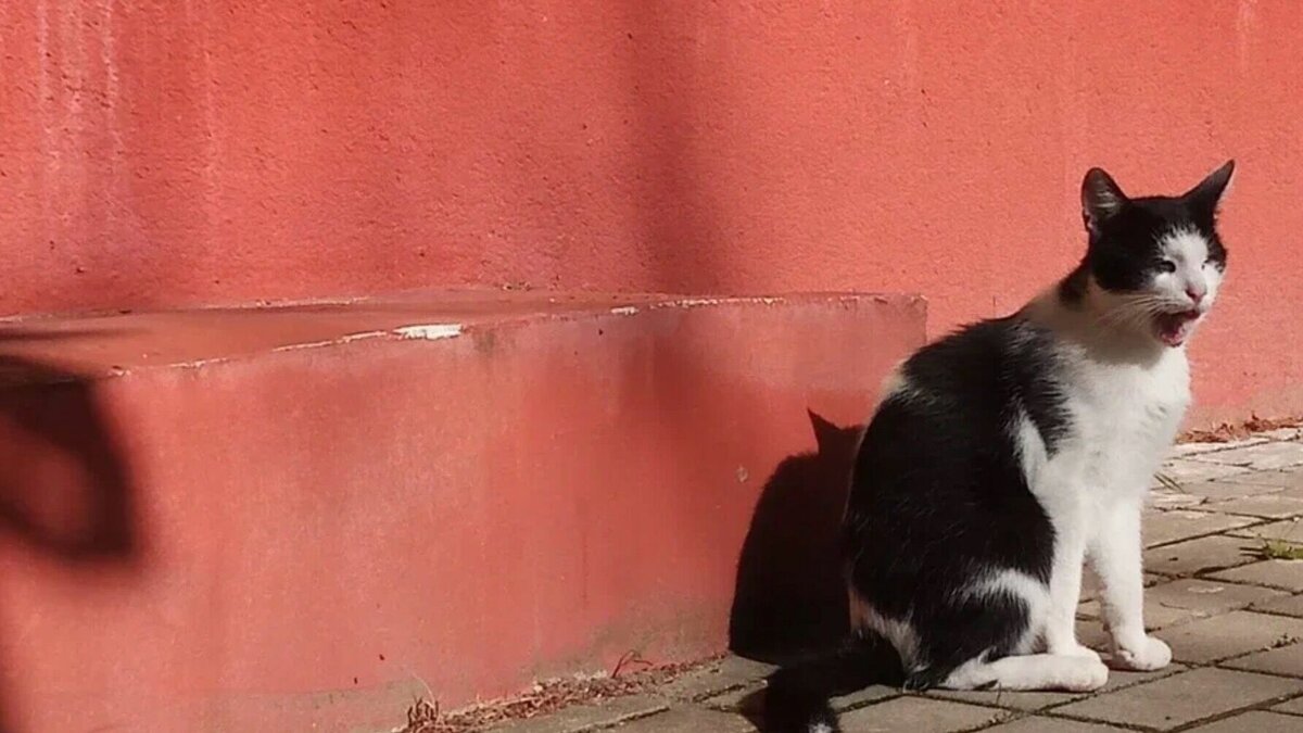     Сотрудников исправительной колонии № 5 в Татарстане не отпускали домой, пока они не отловят кошек с территории. В Telegram-канале Mash Iptash назвали происходящее «геноцидом».