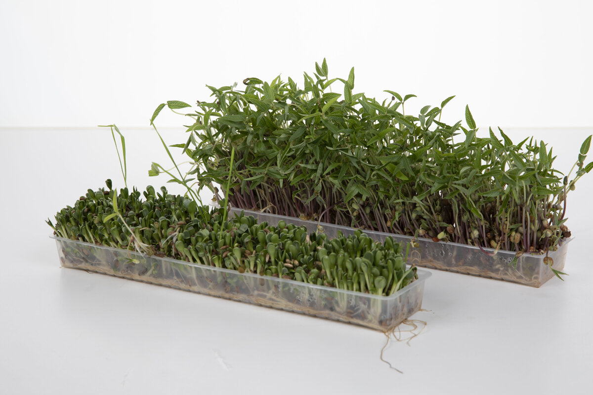 Проростки со временем переходят в стадию микрозелени