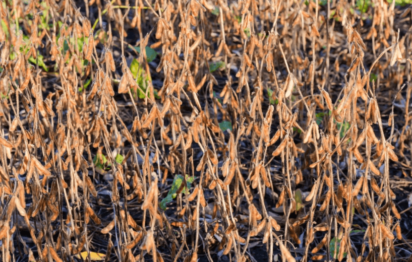 Поле с соей