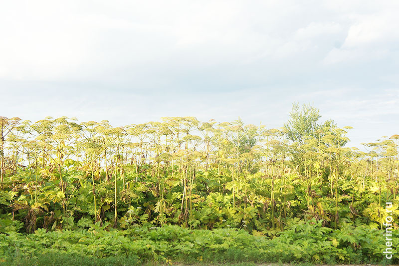    В 2023 году обеспылят 211 километров дорог из гравия в 17 районах, сообщает пресс-служба регионального правительства.