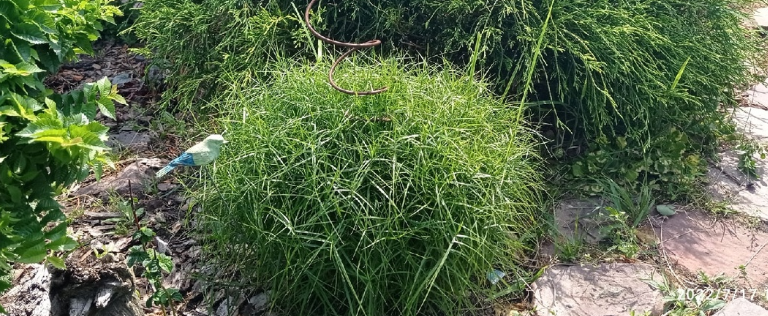 Растения природного цветника 1ч | Живая, Зеленая Жизнь | Дзен