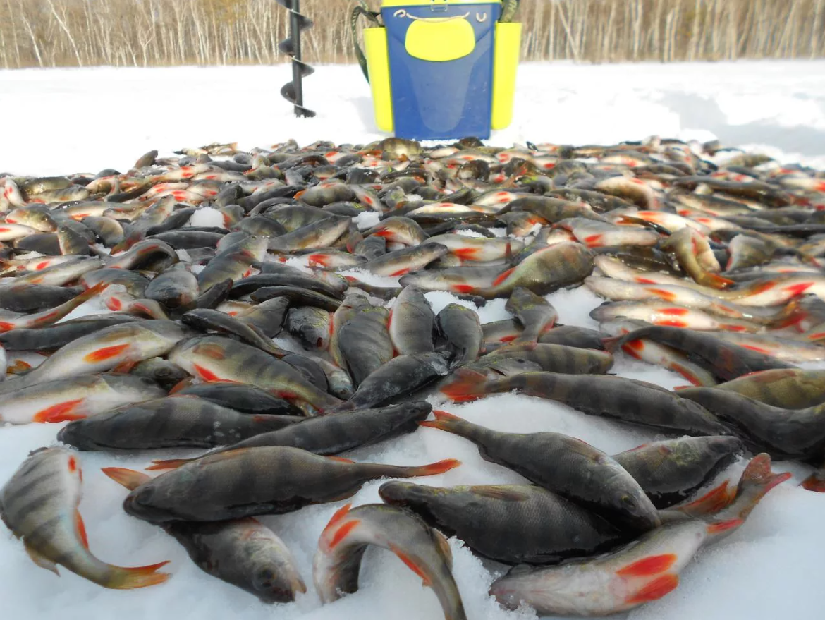Ловить много рыбы. Зимняя рыбалка улов окунь. Улов крупного окуня зимой. Много рыбы на льду. Много окуня на льду.