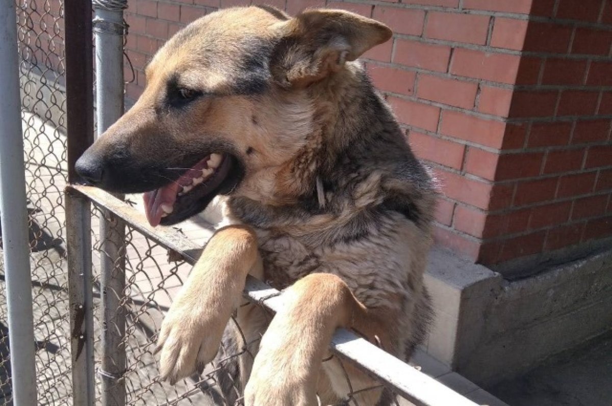    Собака спасла жителей Магнитогорска при пожаре в СНТ