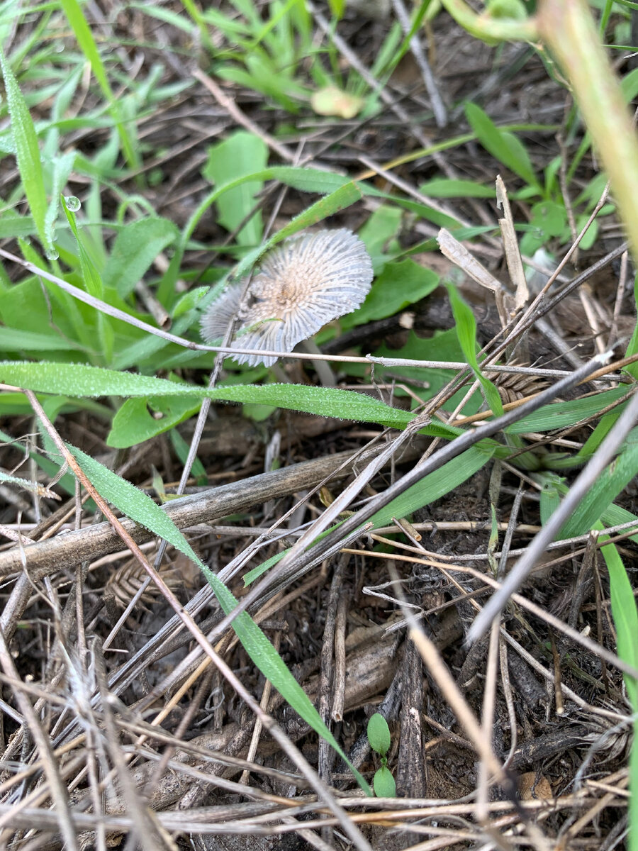 Такой гриб я увидела впервые 