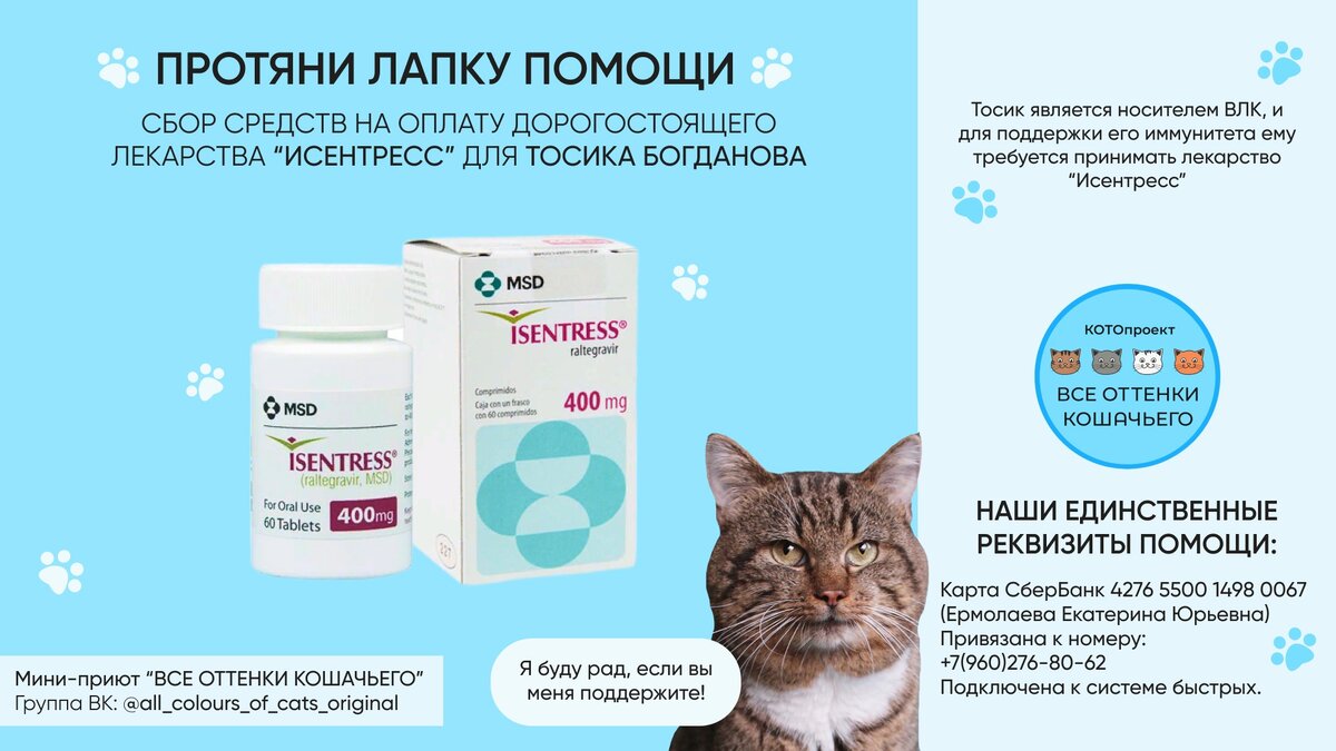 © ВСЕ ОТТЕНКИ КОШАЧЬЕГО