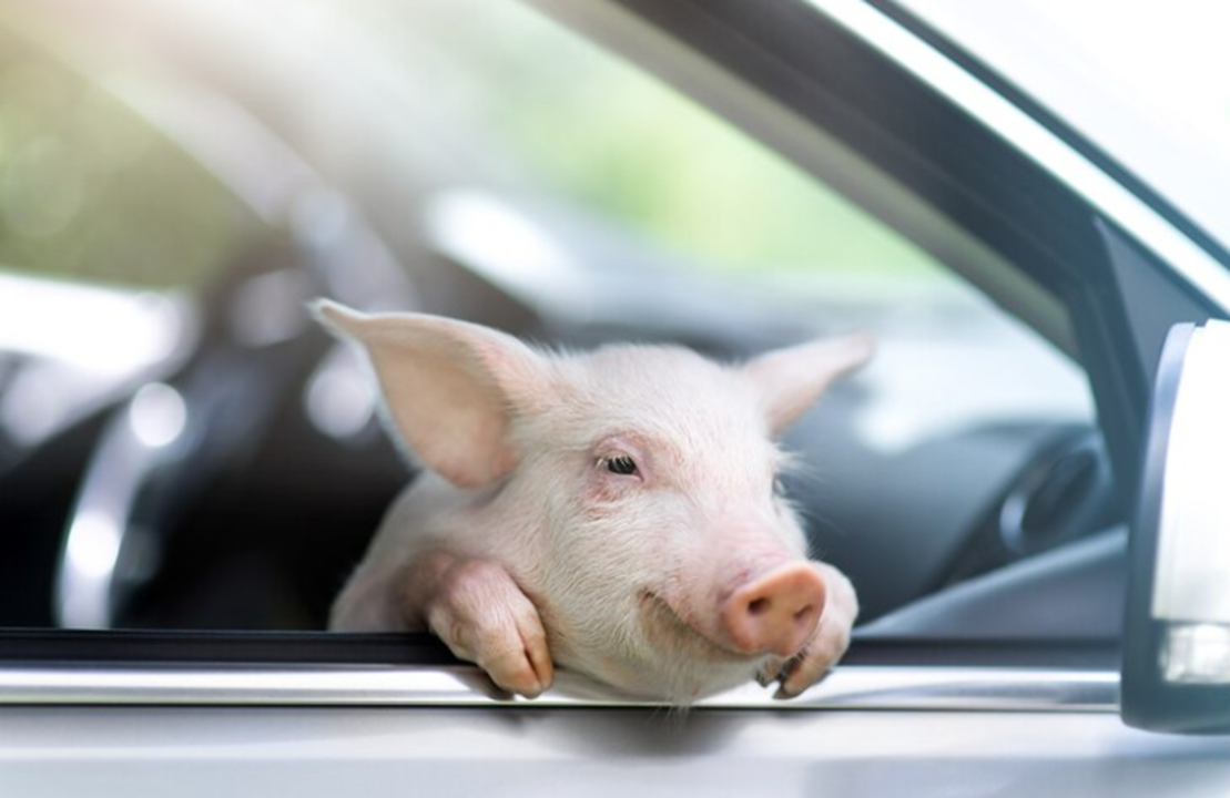 Довольный поросенок