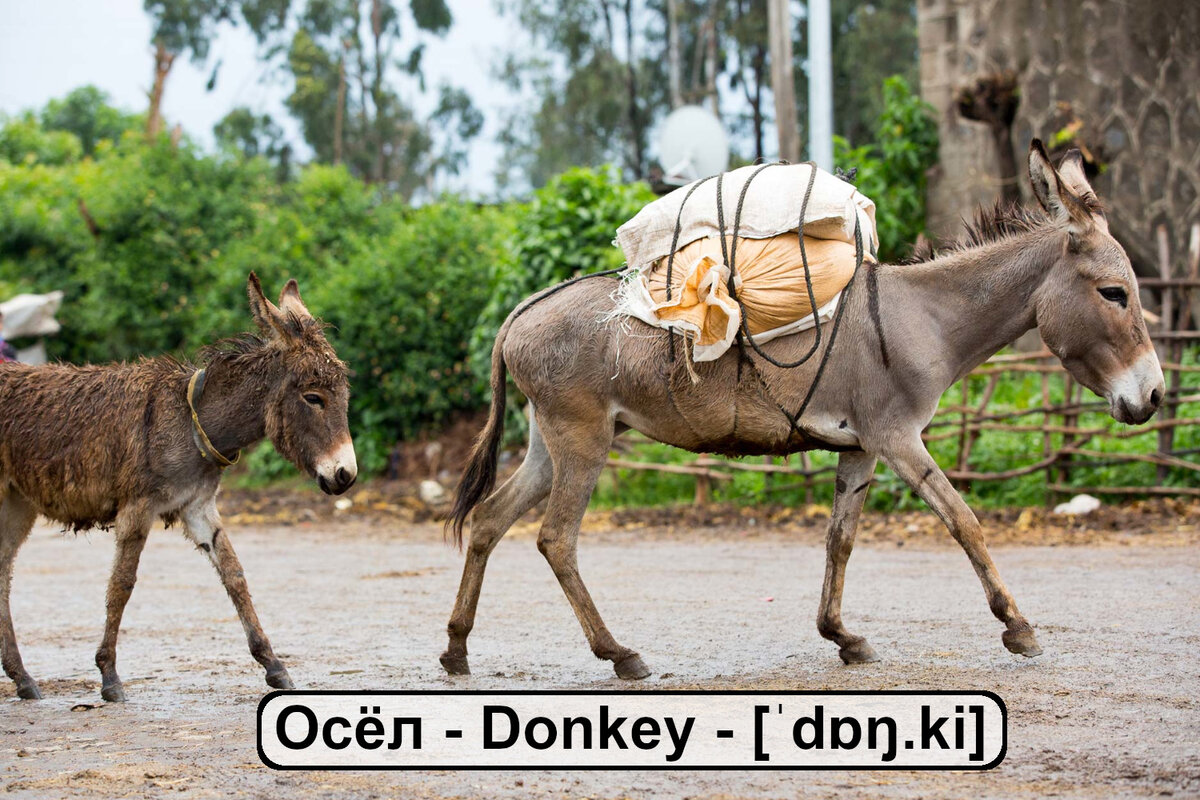 Разные животные на английском языке. Карточки для запоминания слов