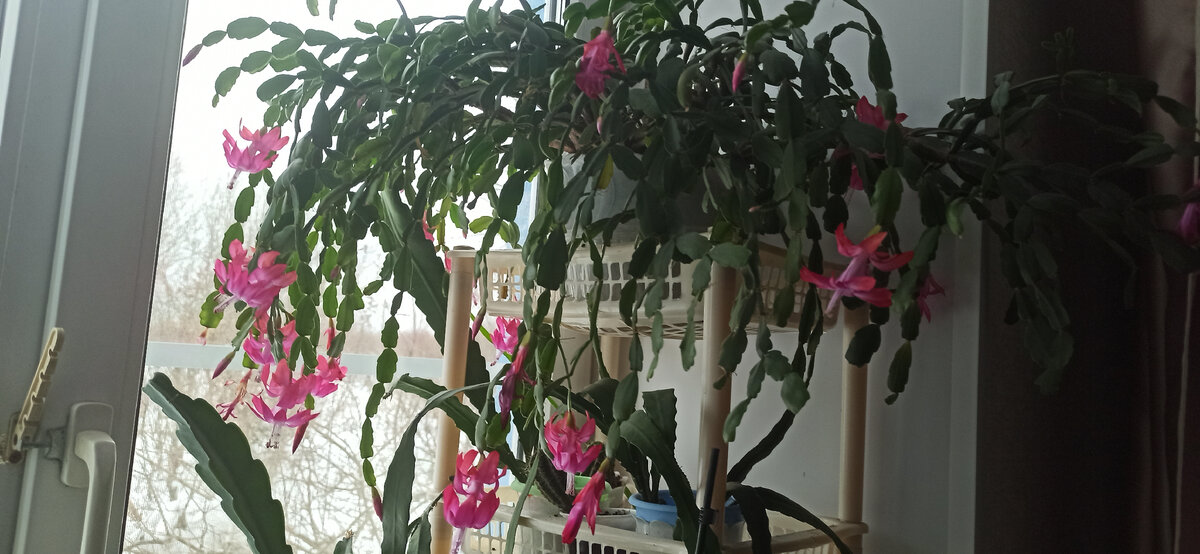 Декабрист цветёт, меня радует... 