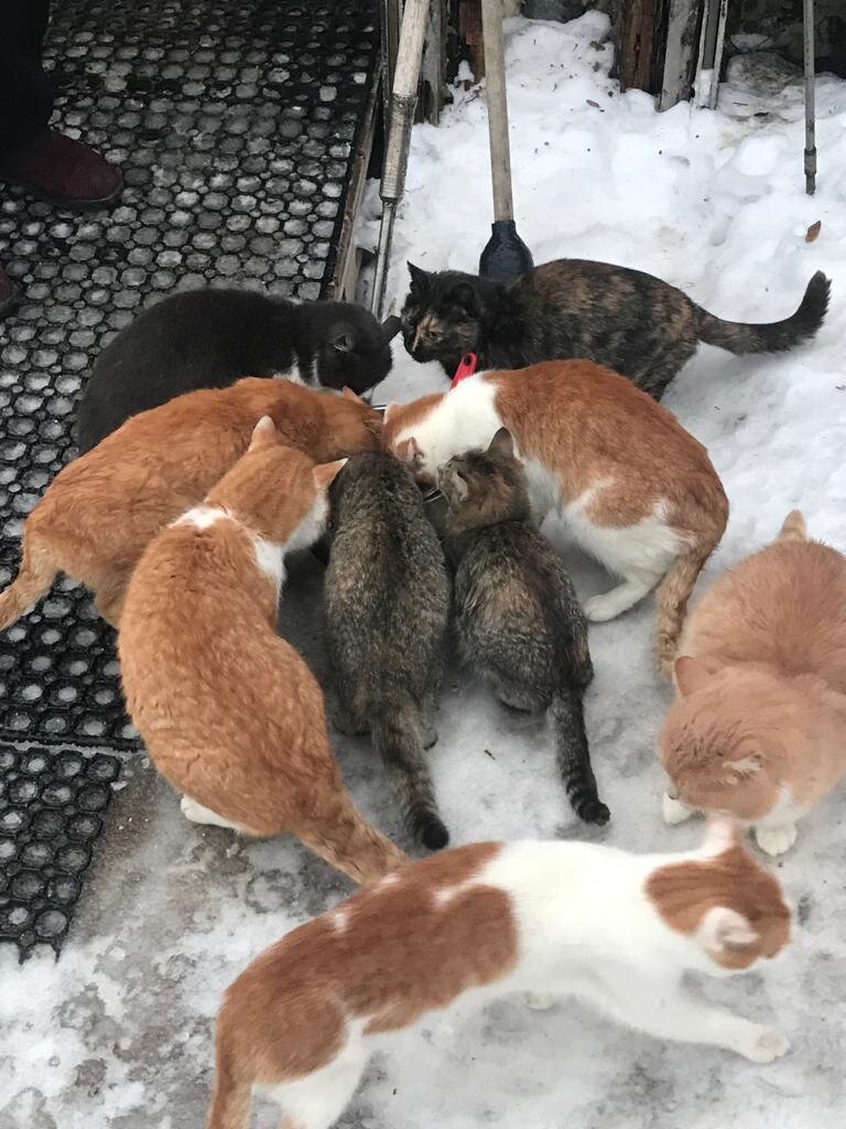 И это только половина семьи на фото 