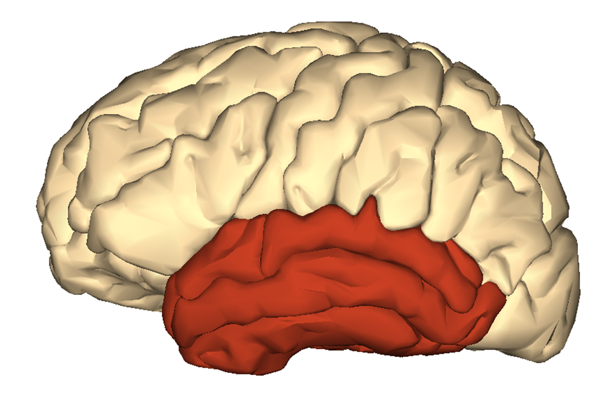 Затылочная область коры головного мозга. Затылочная и височная доли.