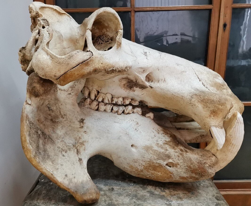 Череп бегемота Карлсона. Экспонат зоологического музея и гербария им. Эверсмана
