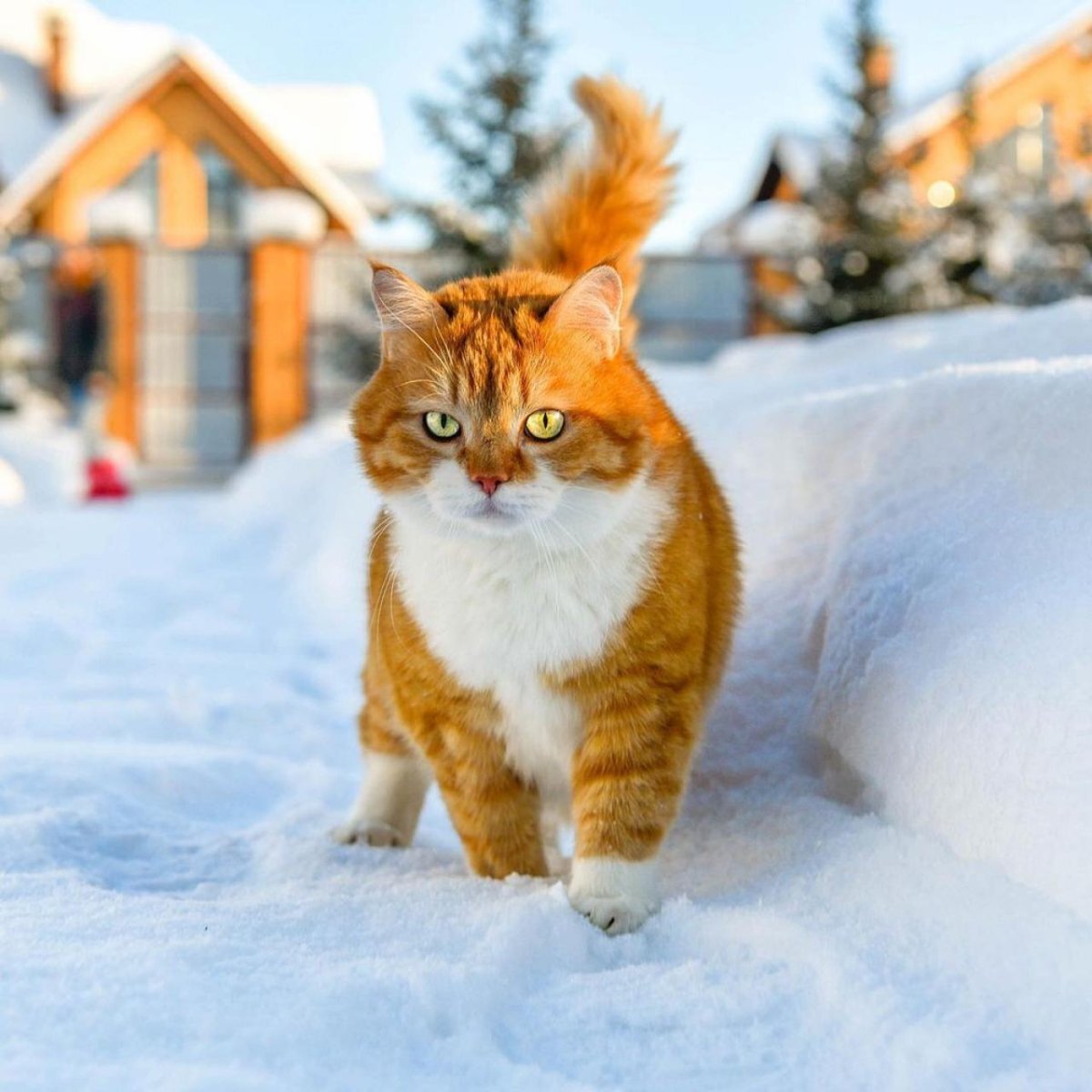 Кошки зимой