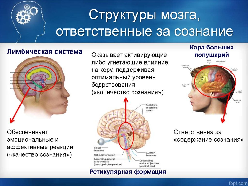 Что отвечает за действия человека. Сознание структуры мозга. Сознательная часть мозга. Сознание и мозг. Физиологическая основа мозга.