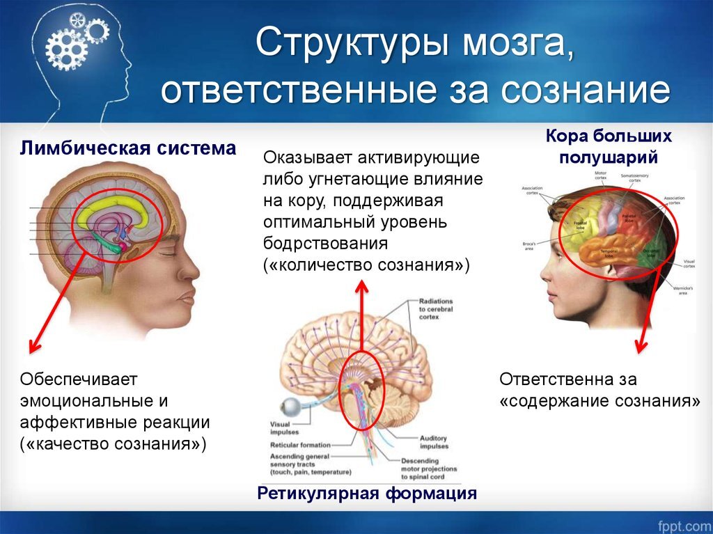 У животного наблюдается гиперфагия раздражение какого отдела мозга дает такую картину