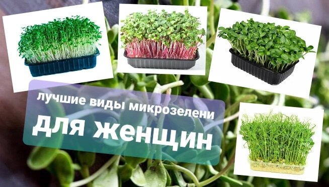 Сегодня мы выделим четыре основных вида микрозелени, наилучшим способом влияющих на женский организм!

Подсолнечник — он богат витаминами A, B, D и E, а также рядом других питательных веществ, включая бета-каротин.

Горошек — содержат в семь раз больше витамина С, чем черника, и в восемь раз больше фолиевой кислоты, чем проростки фасоли.

Редис — наряду с острым вкусом микрозелень редиса богата фолиевой кислотой и витамином B6, а также каротином.

Брокколи — в дополнение к широкому спектру витаминов микрозелень также содержит соединение, называемое сульфорафаном. Он обладает невероятной способностью поражать раковые клетки, в том числе рак кожи.

#микрозелень #микрозеленьармавир #зож