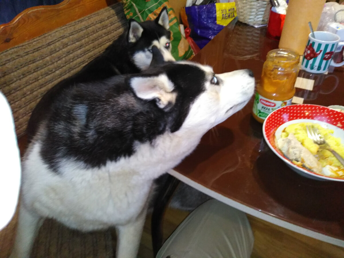Собака за столом. Собака ворует со стола. Собака ворует еду со стола. Еда для собак. Стол для собак для еды.