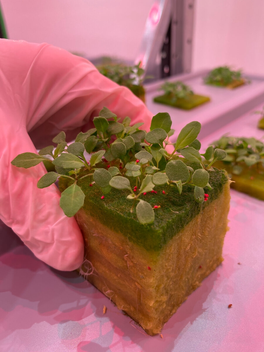 Маленькая рукола, растущая в субстрате на стеллаже вертикальной фермы