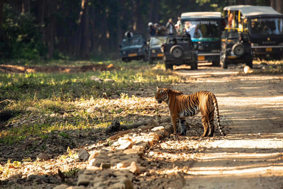 Фото: UPASANA SAIGAL - Unsplash