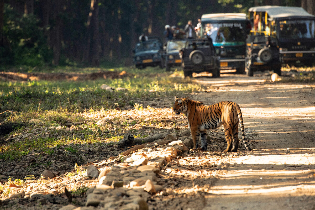 Фото: UPASANA SAIGAL - Unsplash