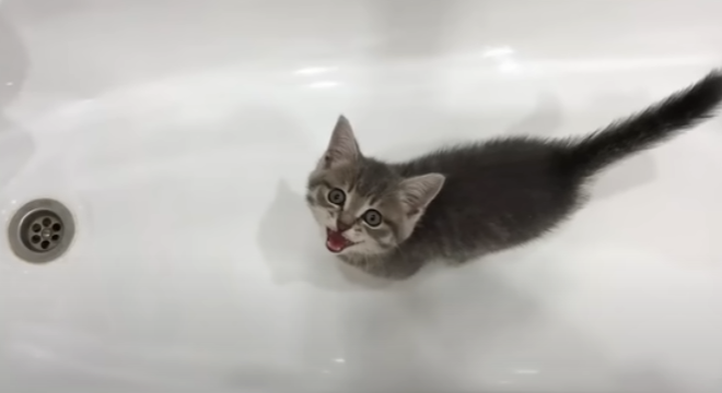 Котенок в ванной. Котенок купается. Котик моется. Серый кот в ванной. Видео коты в ванне
