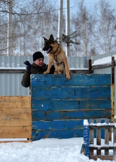 Источник https://vrubcovske.ru/news/music/8997-v-rubcovske-sostoyalsya-chempionat-goroda-po-zimnemu-mnogoboryu-so-sluzhebnymi-sobakami.html